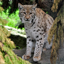 teaisfortrauma avatar