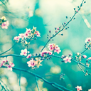 teal-bananapeel avatar