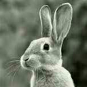 teal-rabbit avatar