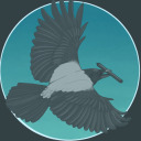 tealbirder avatar