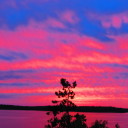 tealelectricwhale avatar