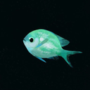 tealishfish avatar