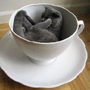 tealovingunicorn avatar