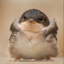 teamlockandload avatar