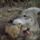 teamwolfcares-blog avatar