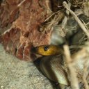 teapotchamelineon avatar