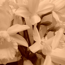 tearingtothetown avatar