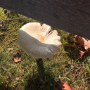 tearlessbadluck avatar