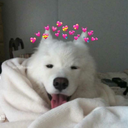 tears-and-tea avatar