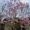 tears-of-a-goddess avatar