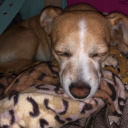 tears-of-creation avatar