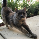 tearsandbruises avatar