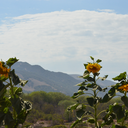 tearsfourwater avatar