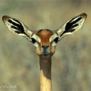 tearsinthebrain avatar