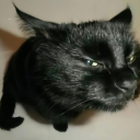 tearsofthefungus avatar