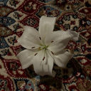 tearstainedink avatar