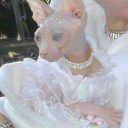 tearyeyedbunny avatar