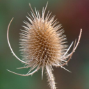 teasel avatar