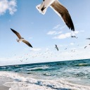 technically-not-a-terf avatar