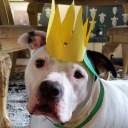 technicallyausername avatar