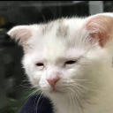 technicallydelightfulmoon avatar