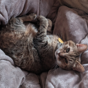 technicallyfoggycollections avatar