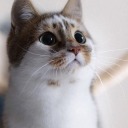 technicallysecretlyanastrologer avatar