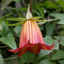 technicallyvoidma avatar