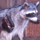 technicolorclau avatar