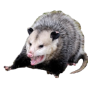 technicolortortoise avatar