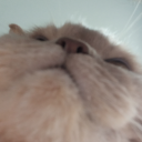 teddy-bear-squares avatar