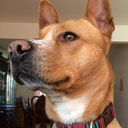 teddy-the-not-dingo avatar