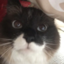 teddybear-march avatar