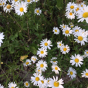 teddybearmeat-blog avatar