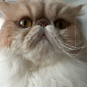 teddydaddycat avatar