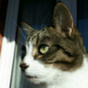 teddythecat1234 avatar