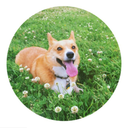 teddythecorgi avatar