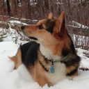 tedfordwoofington avatar