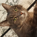 tediouslibrarian avatar