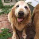 teen-la-queefa avatar