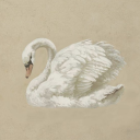 teen-spirited-away avatar