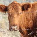 teenage-hexbag avatar