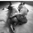 teendeucalion avatar