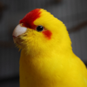 teenytinydemonchild avatar