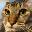 teeth-in-a-jar avatar