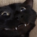 teeth-stealer avatar