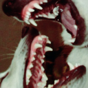 teethclawsbones avatar