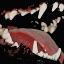 teethingpuppy avatar