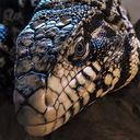 tehareinspiration avatar