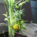 tehsweetheart avatar